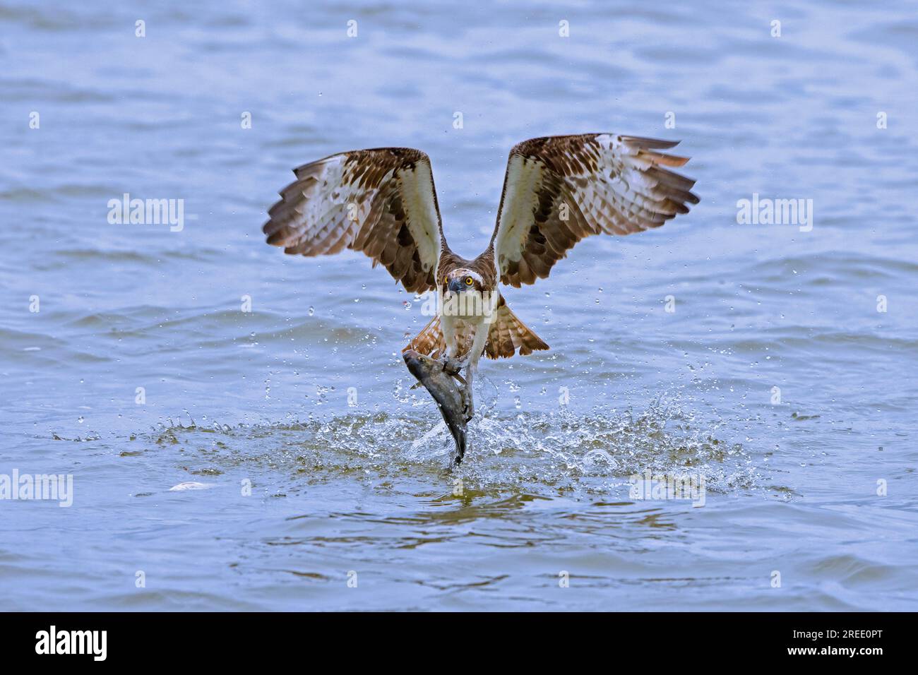 Westlicher Fischadler (Pandion haliaetus) mit gefangenen Fischen in seinen Krallen, die im Spätsommer aus dem Wasser des Sees abheben, indem sie mit den Flügeln flattern Stockfoto