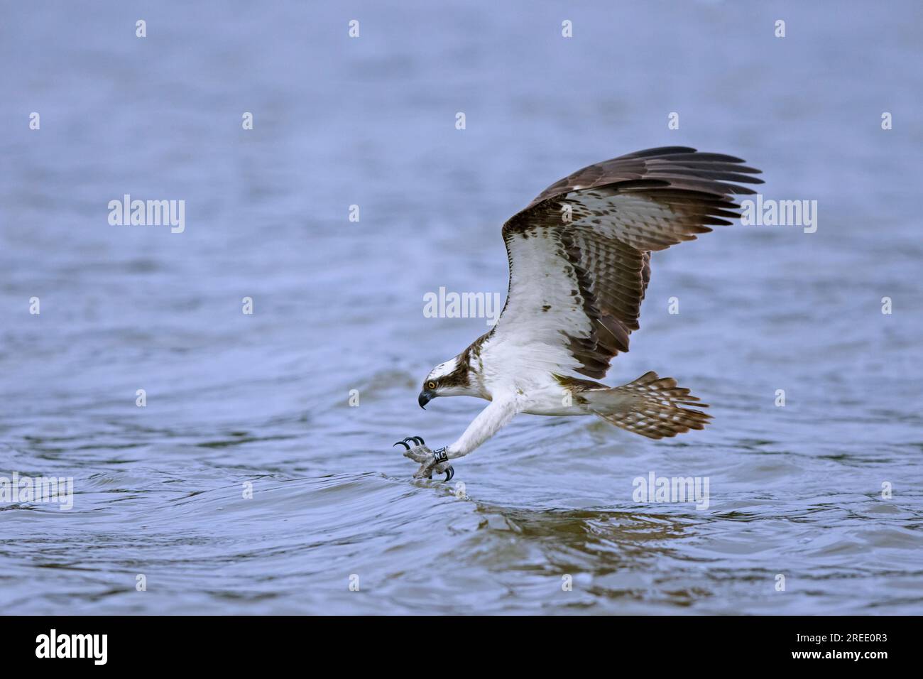 Westliche Fischadler (Pandion haliaetus) im Flug, tauchen mit nach vorne gestreckten Füßen und offenen Krallen, um Fische von der Oberfläche des Sees im Spätsommer zu fangen Stockfoto