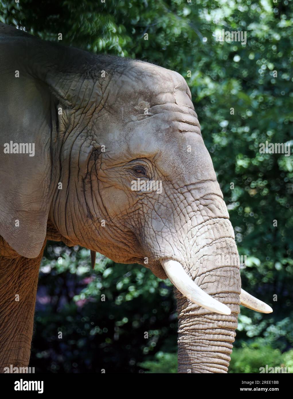 Afrikanischer Savannenelefant, afrikanischer Buschelefant, Afrikanischer Elefant, Afrikanischer Steppenelefant, Loxodonta africana Stockfoto