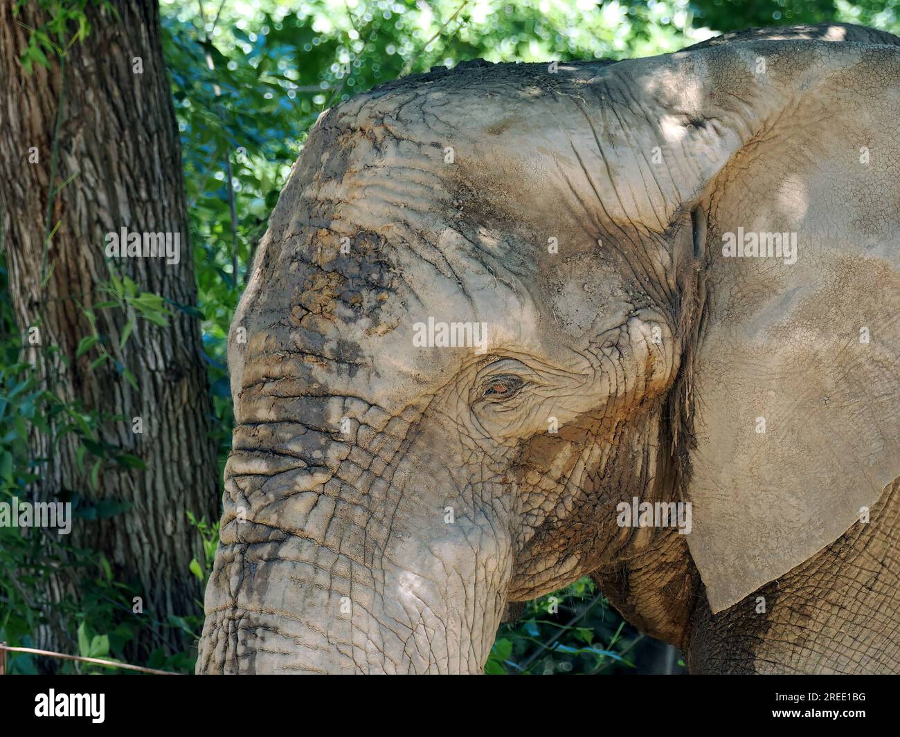 Afrikanischer Savannenelefant, afrikanischer Buschelefant, Afrikanischer Elefant, Afrikanischer Steppenelefant, Loxodonta africana Stockfoto