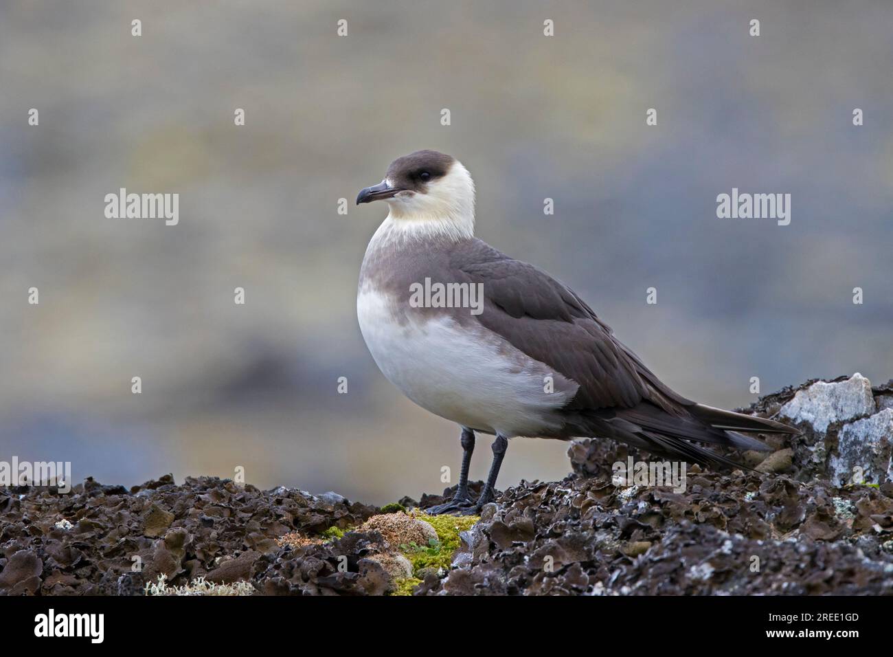 Arktische Skua / parasitäre Skua / parasitäre jaeger / Arktische jaeger (Stercorarius parasiticus) auf der Tundra im Sommer auf Svalbard / Spitsbergen Stockfoto