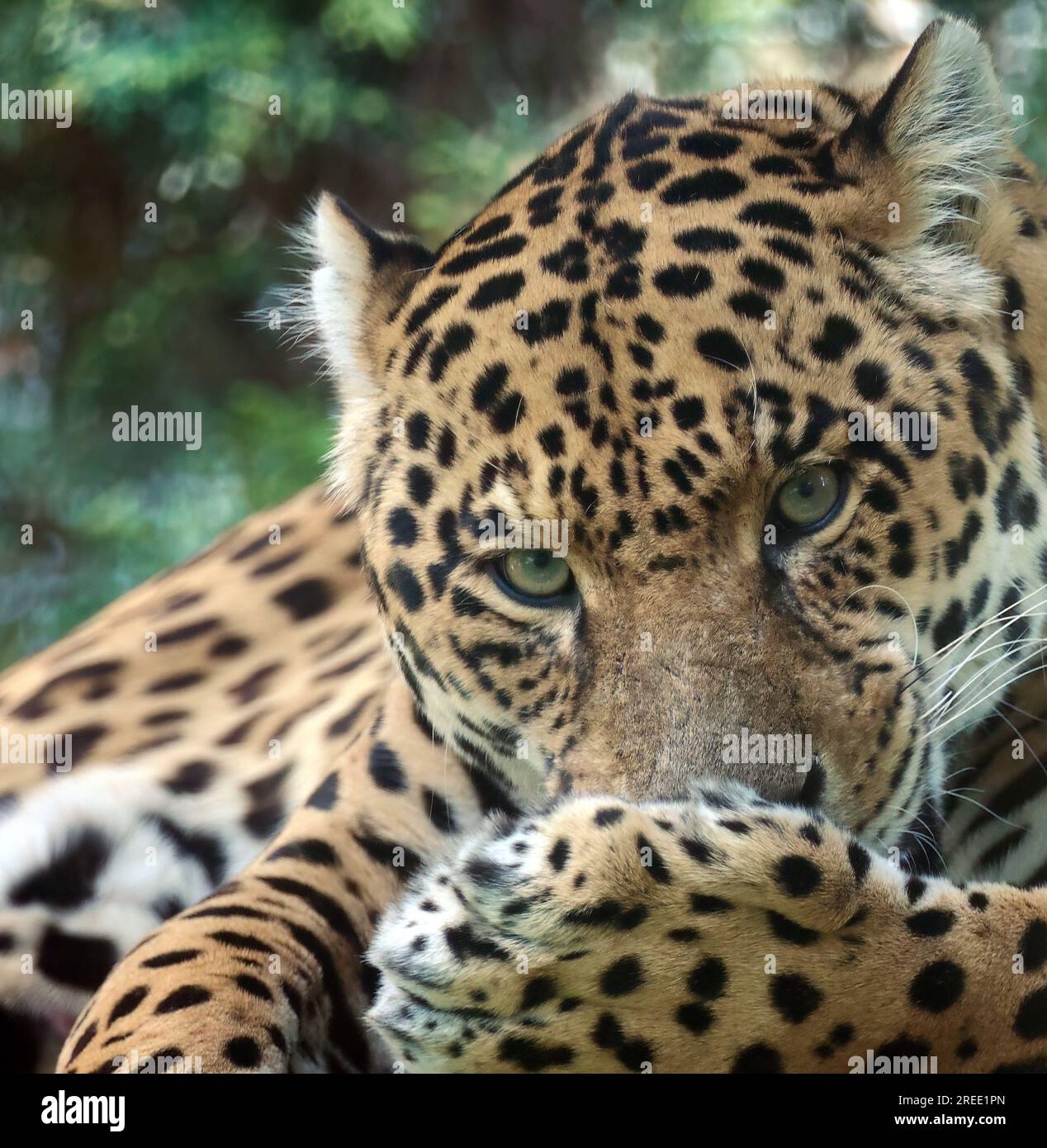 jaguar, Unze, Onze, Onza, Panthera onca, jaguár, Zoo, Ungarn, Magyarország, Europa Stockfoto