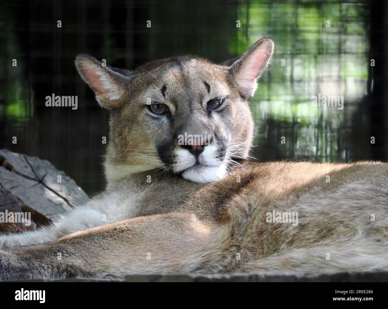 Berglöwe, Catamount, Panther und Maler, Cougar, Silberlöwe, Berglöwe oder Kuguar, Puma concolor, Felis concolor, puma, Zoo, Ungarn Stockfoto