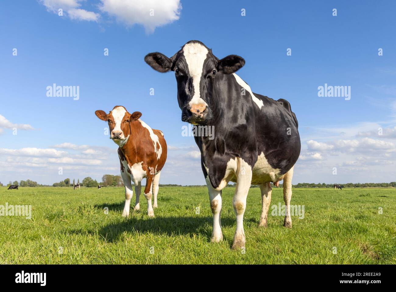 Milchkühe, rot und schwarz gefärbt, auf einer Weide ein blauer Himmel, der glücklich aussieht Stockfoto