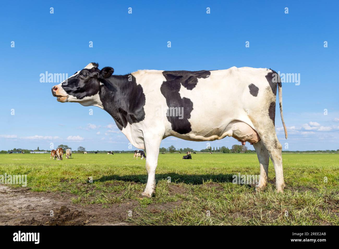 Einsame Kuh auf einem Feld schwarz-weiß, stehendes Milchvieh, blauer Himmel und Horizont über Land in den Niederlanden Stockfoto