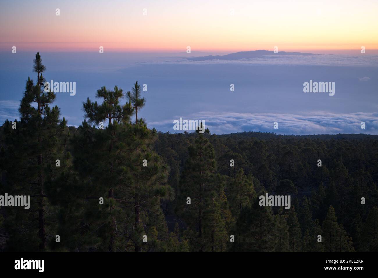 Kiefernlandschaft von Las Cañadas del Teide und im Hintergrund können Sie die Insel La Gomera bei Sonnenuntergang sehen. Pino de Las Cañadas del Teide y La Gomera. Stockfoto