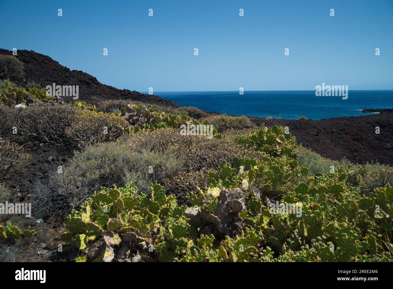 Geologie und typische Flora von Punta de Teno auf der Insel Teneriffa. Geología y Flora típica de Punta de Teno en la isla de Tenerife, Islas Canarias. Stockfoto