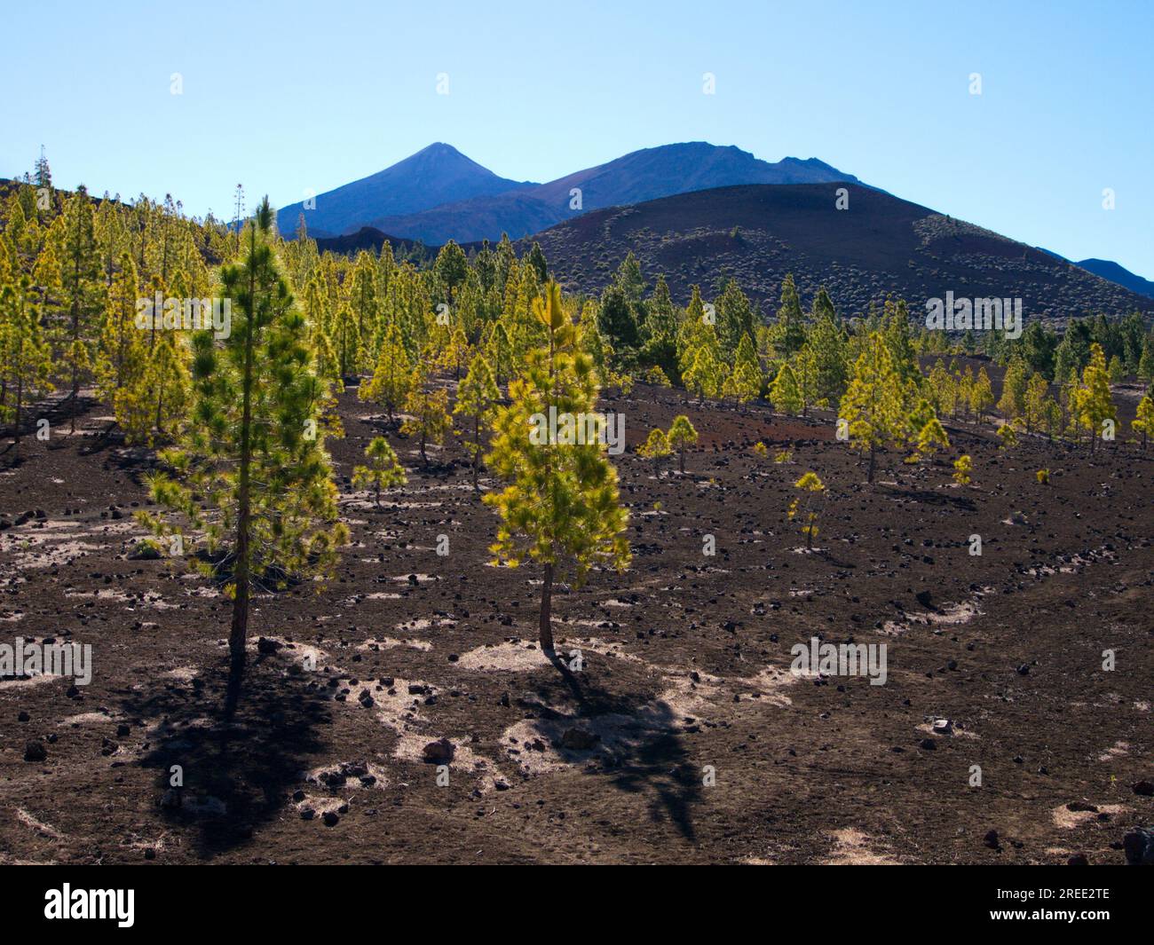 Landschaft des Cañadas del Teide, ein vulkanisches Gebiet, wo Populationen von Kanarischen Kiefern zu sehen sind. Las Cañadas del Teide. Stockfoto