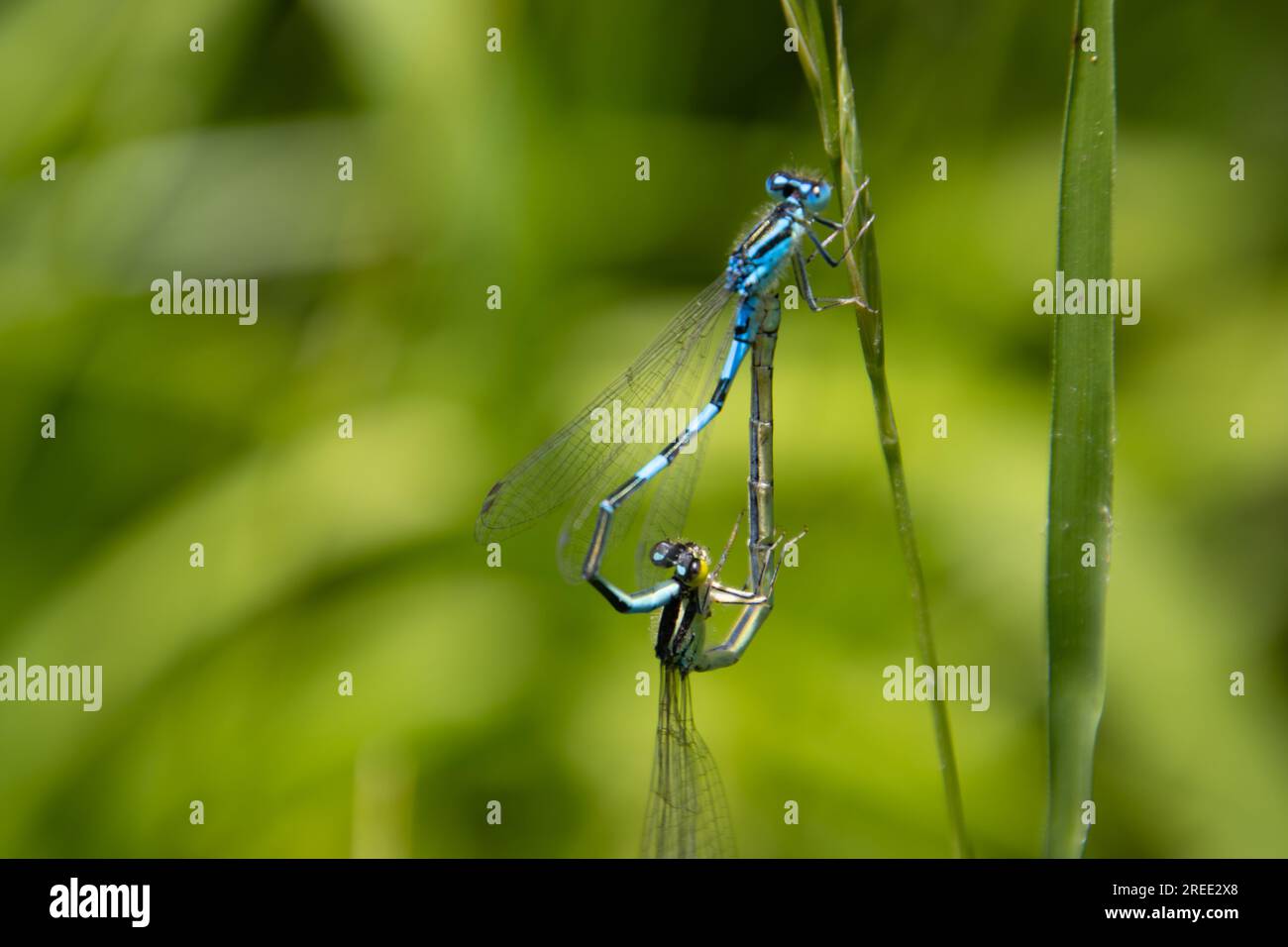 Azur-Damm-Paarung, Coenagrion-Puella Stockfoto