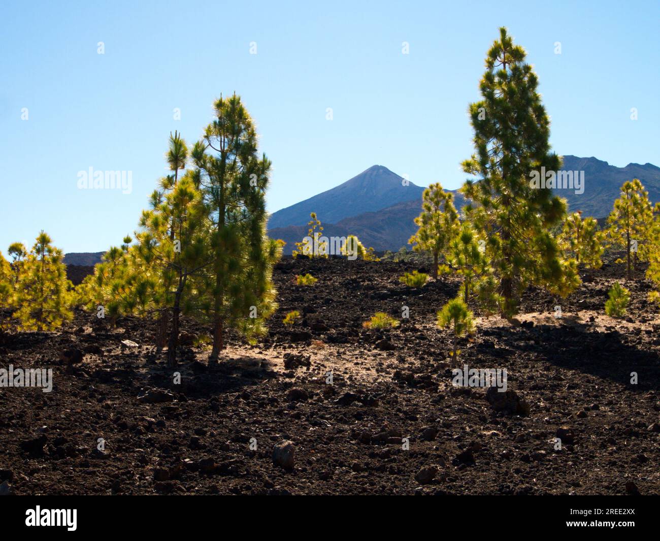 Landschaft des Cañadas del Teide, ein vulkanisches Gebiet, wo Populationen von Kanarischen Kiefern zu sehen sind. Las Cañadas del Teide. Stockfoto