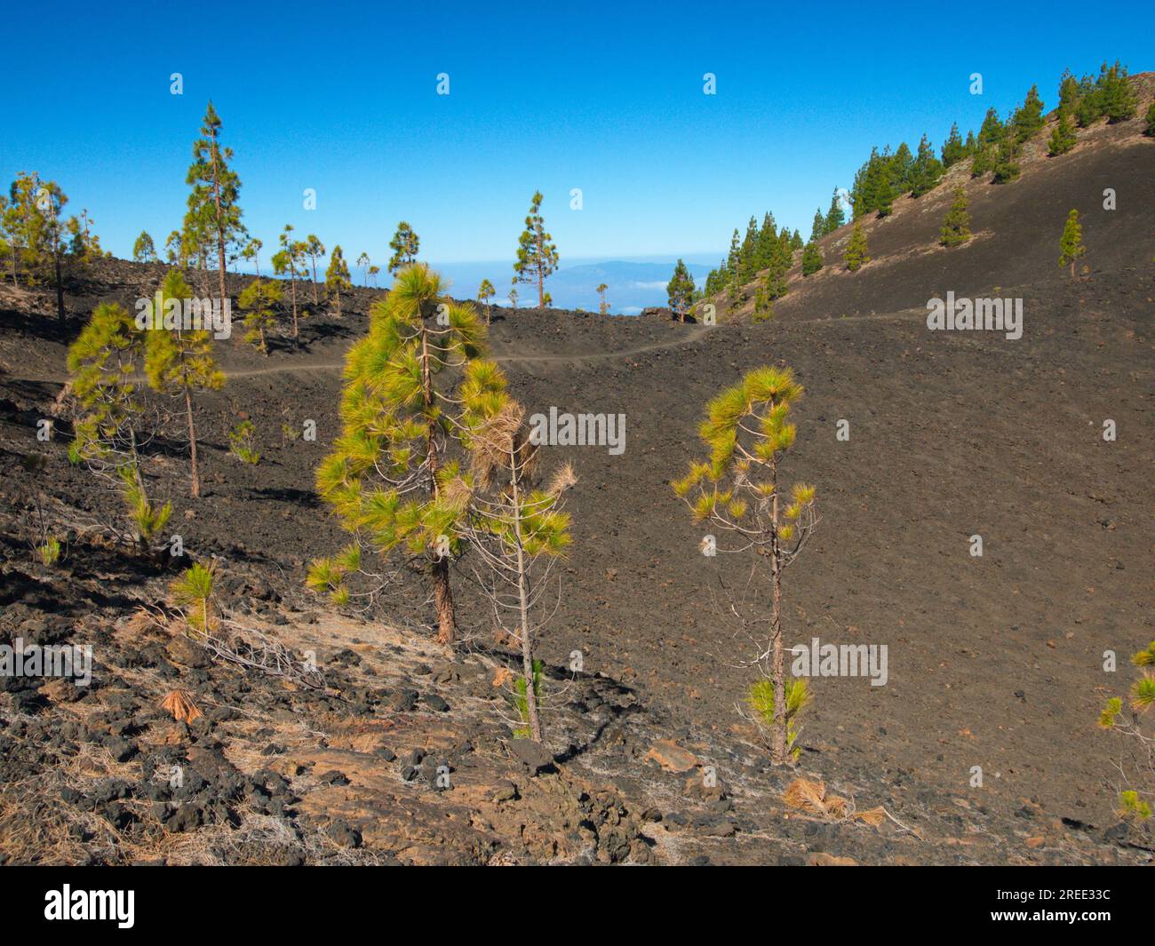 Landschaft des Cañadas del Teide, ein vulkanisches Gebiet, wo Populationen von Kanarischen Kiefern zu sehen sind. Las Cañadas del Teide. Stockfoto