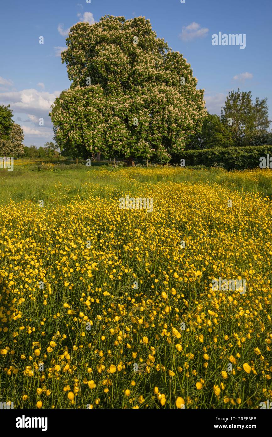 Auf einer wilden Blumenwiese mit Bäumen und blauem Himmel wachsende gelbe Butterblumen, Newbury, Berkshire, England, Vereinigtes Königreich, Europa Stockfoto