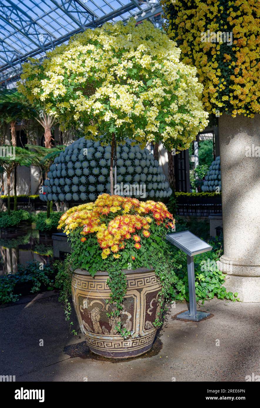 Gartenlandschaft im Innenbereich, große Vase mit Chrysanthemen, kleiner Baum, blassgelbe Blumen, goldgelbe Blumen zum Hängen, weiße Mammakugel, Glasdecke Stockfoto