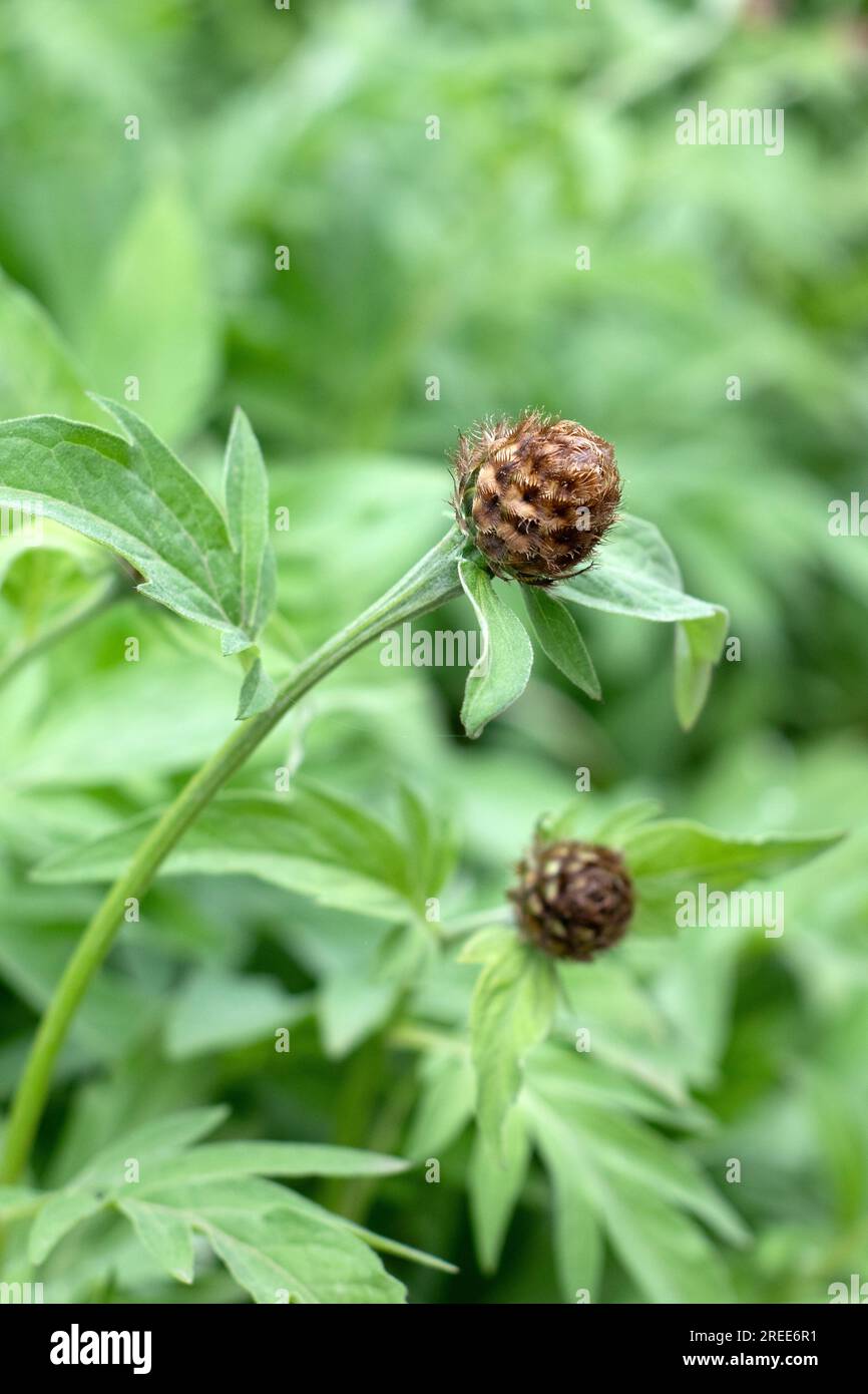 Trockene Distel auf grünem Gartenhintergrund, Nahaufnahme auf glattem Hintergrund Stockfoto