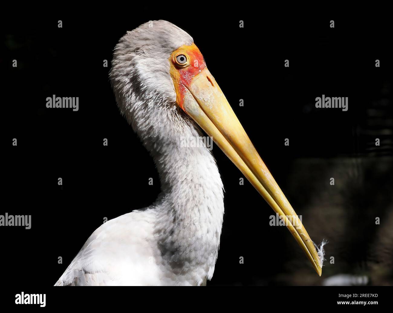Gelbschnabelstorch, Holzstorch oder Holzstorch, Nimmersatt, Tantale ibis, Mycteria ibis, Rózsás tantalusz, Zoo, Ungarn, Magyarország, Europa Stockfoto