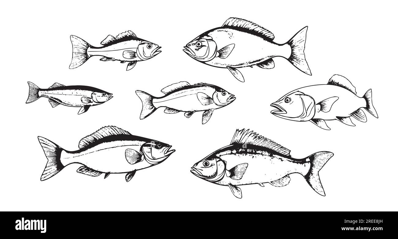 Ein Satz von Fischskizzen, handgezeichnet, Angelabbildung Stock Vektor