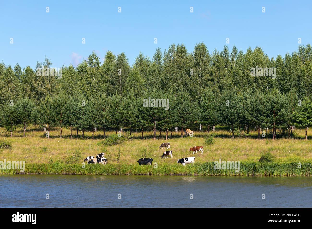 Ländliche Landschaft, weidende Kühe auf einer Wiese in der Nähe eines Sees an einem sonnigen Tag Stockfoto