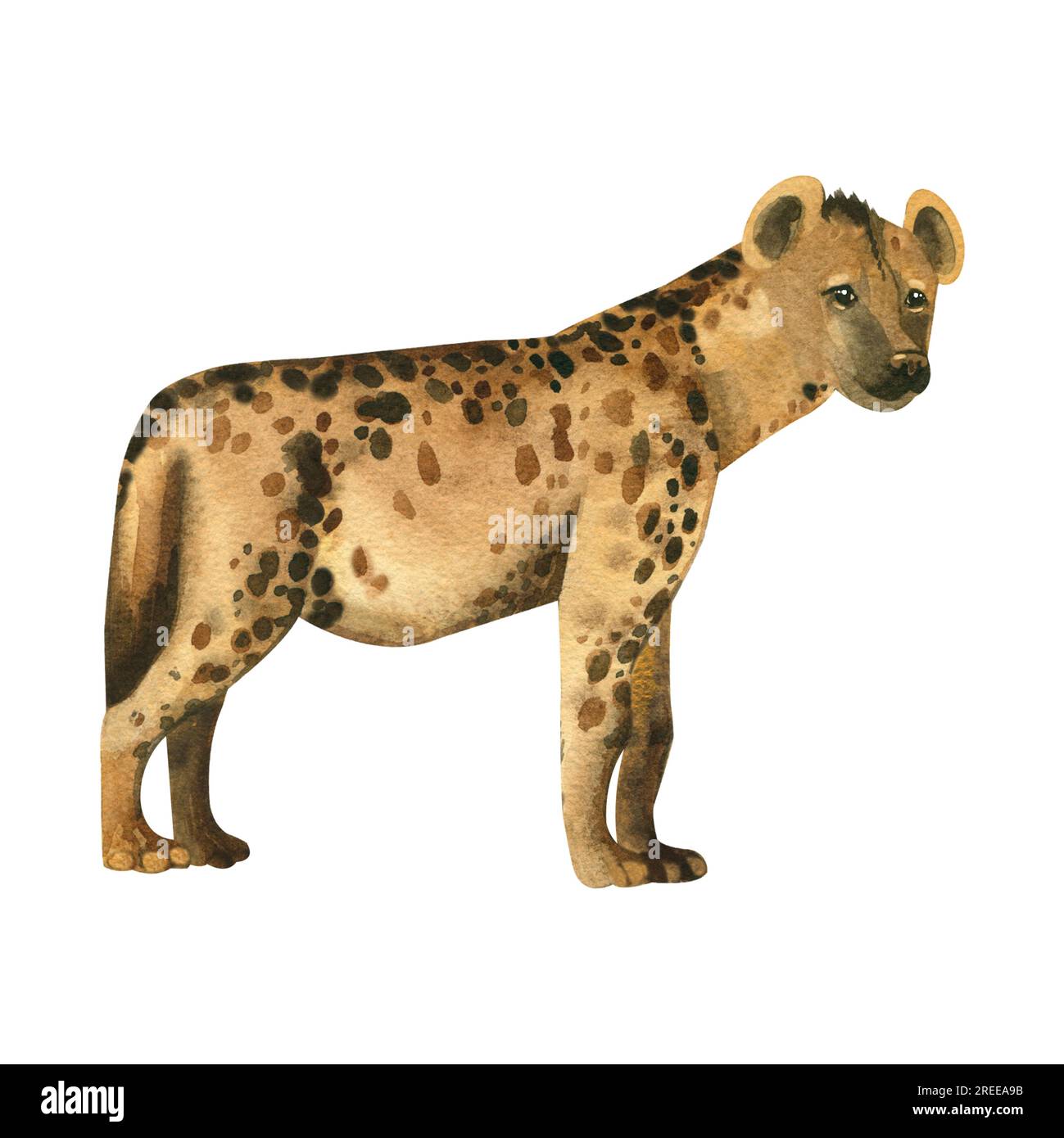 Gefleckte Hyäne. Aquarellzeichnung einer handbemalten Hyäne in braun-gelber Aquarellfarbe auf weißem Hintergrund. Geeignet zum Bedrucken von Stoffen Stockfoto