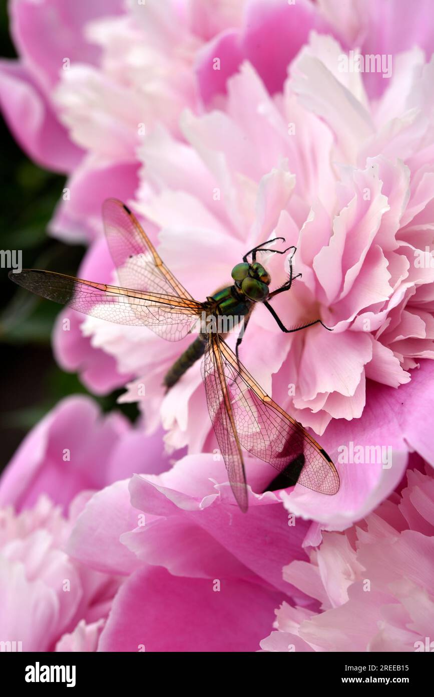 Eine Libelle auf einer Pfingstrose. Eine große Libelle. Ein räuberisches Insekt. Stockfoto