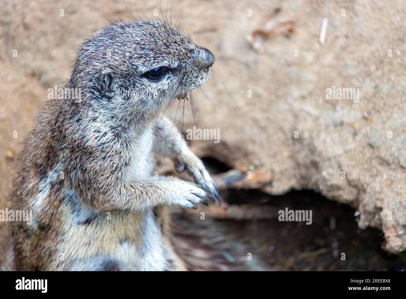 Das Cape Ground Eichhörnchen (Geosciurus inauris) sieht aus einem Loch im Boden Stockfoto