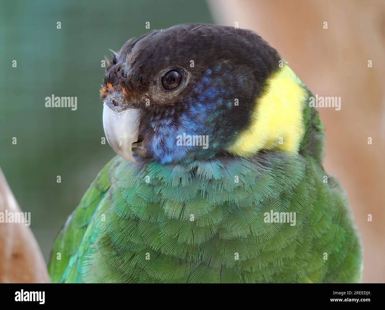 Australian ringneck, Ringsittich, Perruche à collier jaune, Barnardius ...