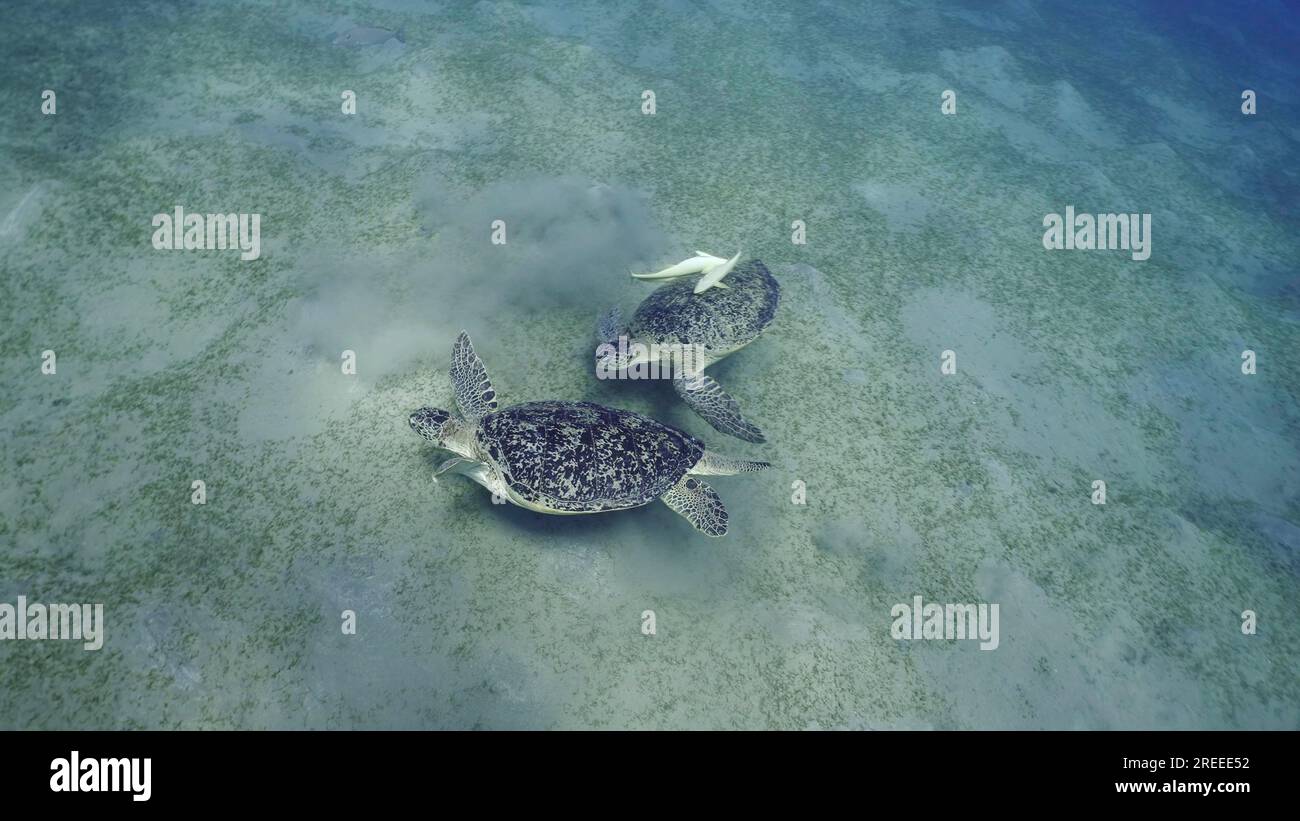 Zwei Männer der Großen Grünen Meeresschildkröte (Chelonia mydas) mit Remorafish auf ihrem Panzer, die ihre Dominanz während des territorialen Streits auf Seegras demonstrierten Stockfoto