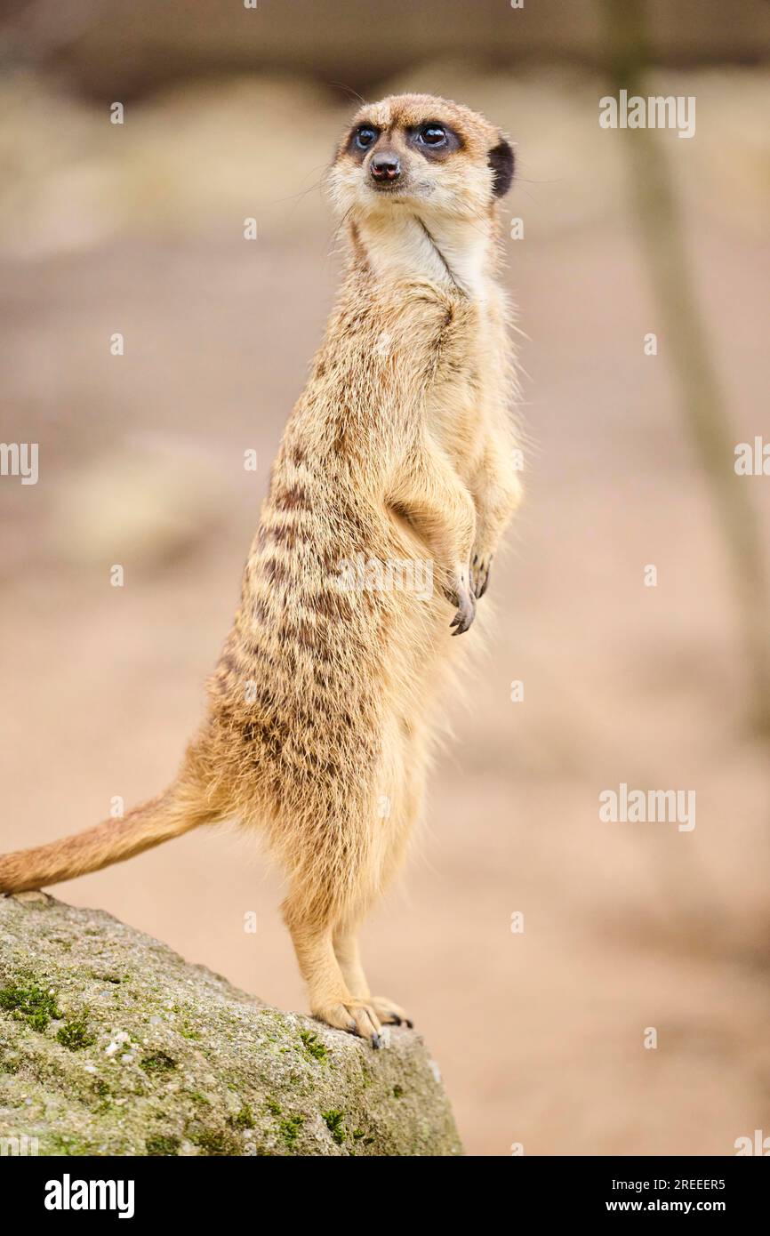 Meerkat (Suricata suricatta) auf den Hinterfüßen, Bayern, Deutschland Europa Stockfoto