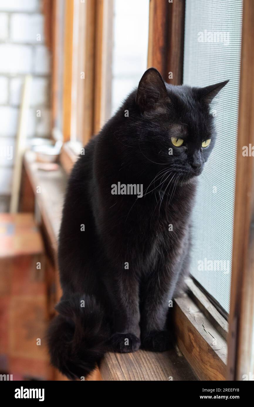 Foto einer schwarzen Katze, die durch das Fenster schaut und auf der Fensterbank sitzt Stockfoto