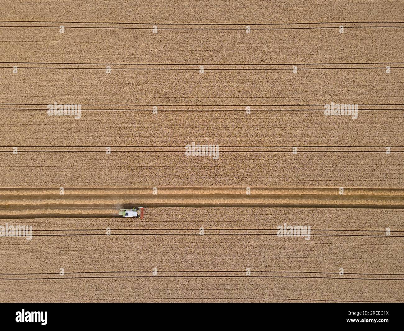 Ein Mähdrescher erntet ein Getreidefeld in der Nähe von Frankfurt am Main. (Luftaufnahme mit einer Drohne), Frankfurt am Main, Hessen, Deutschland Stockfoto