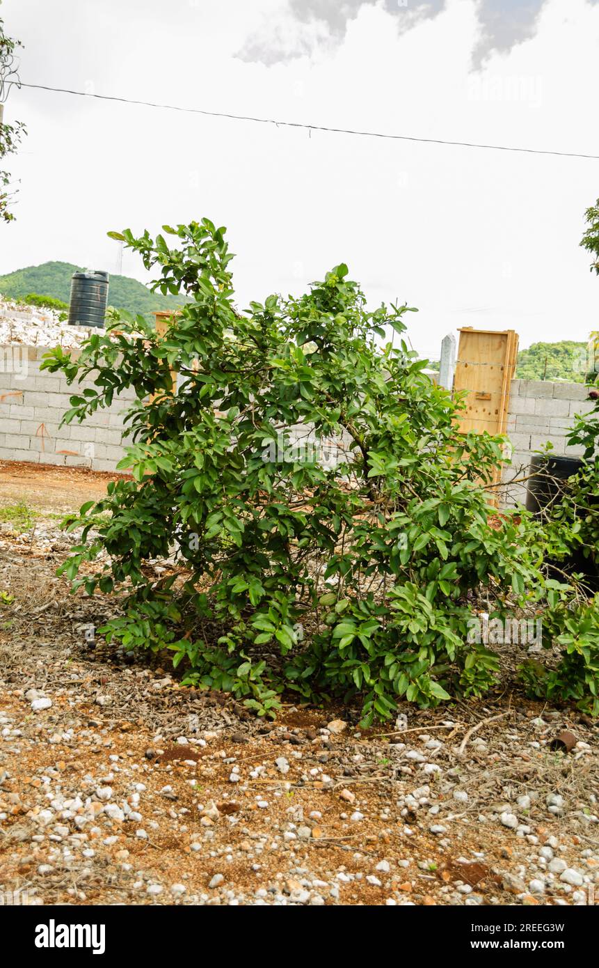 Guajava-Baum Stockfoto