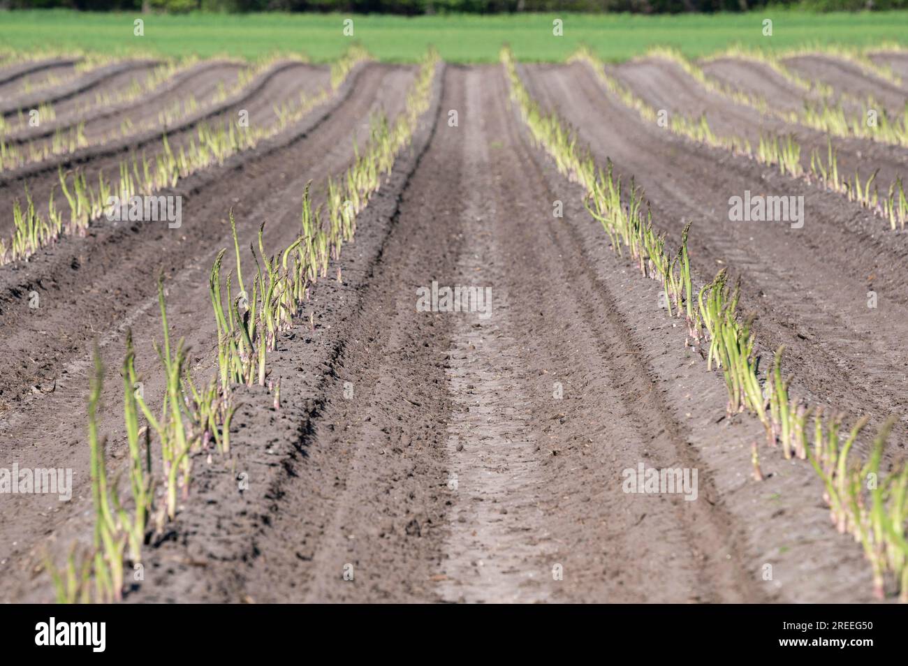 Grüner Spargel, der in einem Spargelfeld in Niedersachsen angebaut wird Stockfoto