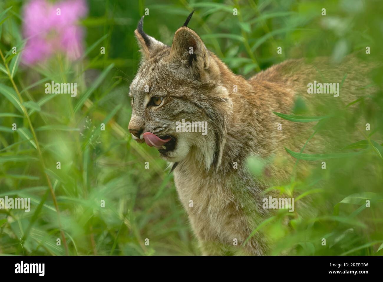 Kanadischer Luchs (Lynx canadensis), ausragende Zunge, gefangen, Yukon, Kanada Stockfoto