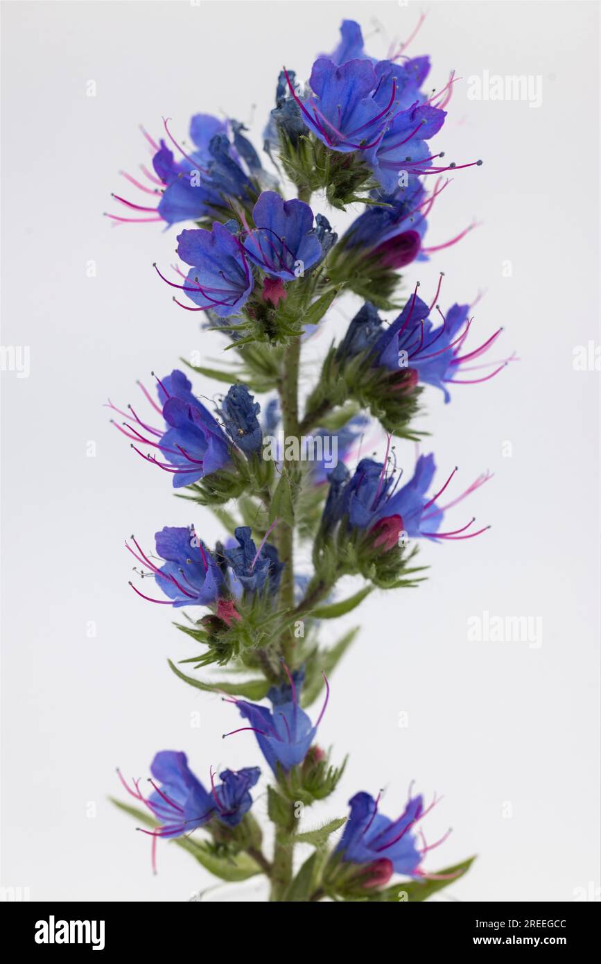 Makroansicht des Wiesenvipers (Echium vulgare) Stockfoto