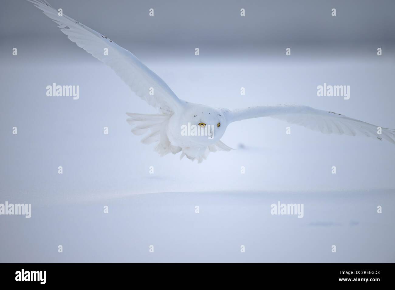 Männliche Schneeeule (Nyctea scandiaca) (syn. Bubo scandiaca), die knapp über dem Boden fliegt, Quebec, Kanada Stockfoto