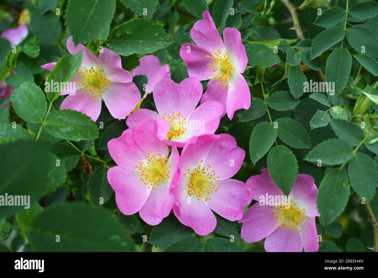 Im Frühling blüht der wilde Rosenbusch Stockfoto