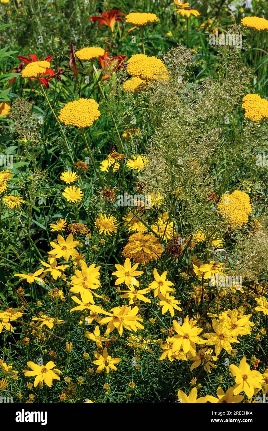 Gelber Schafgarn (Achillea filipendulina), Goldgarn, Weidenblättrige Gänseblümchen (Buphthalmum salicifolium) und geflügelte Zeckensaat (Buphthalmum salicifolium) Stockfoto