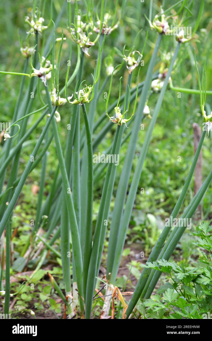 Im Garten wachsen mehrstufige Zwiebeln mit Glühbirnen Stockfoto