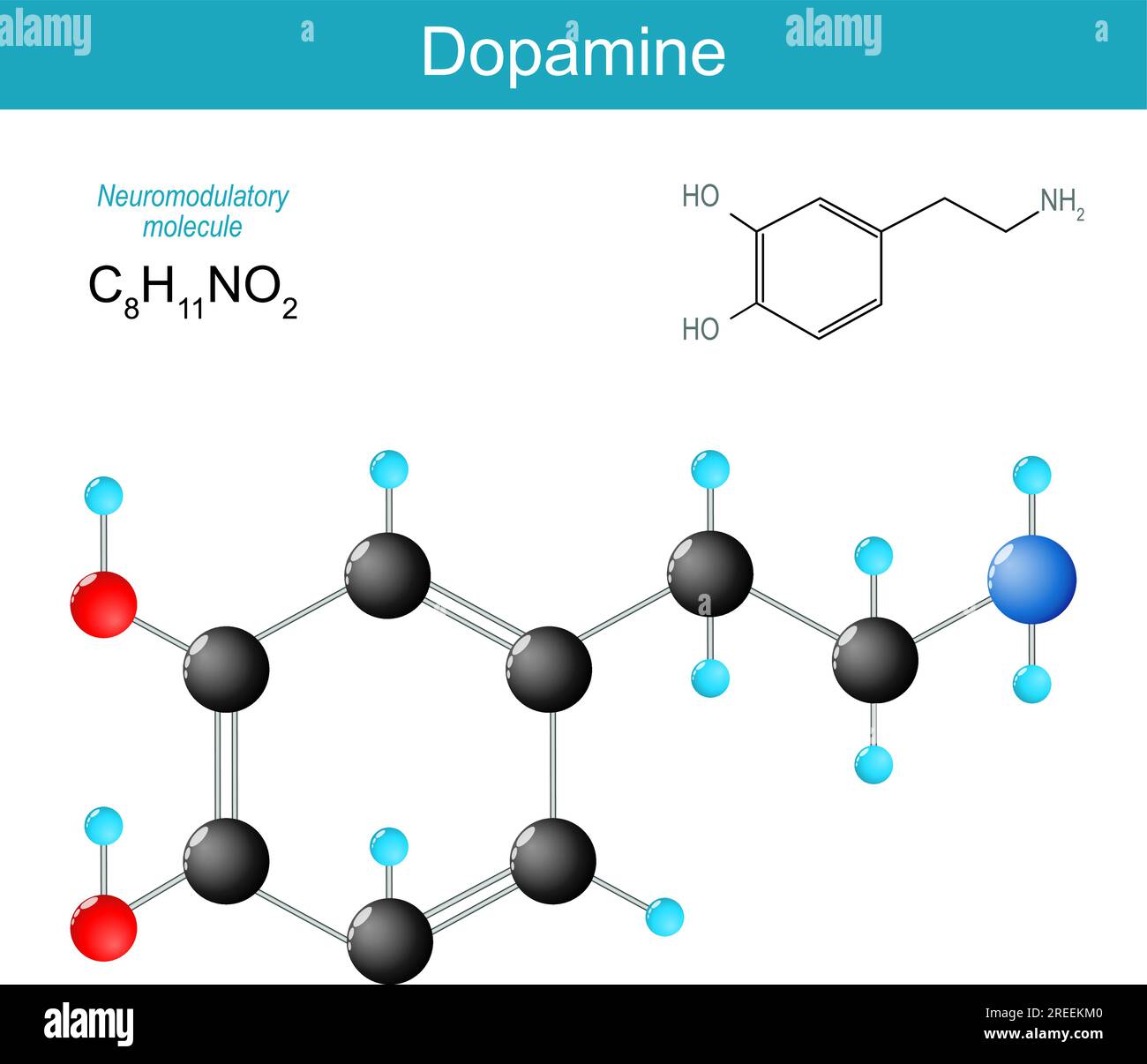 Dopaminmolekül. Molekularchemische Strukturformel und Modell des Monoaminneurotransmitters. Hormon des Stimmungsreglers. Neuromodulator. Organisch Stock Vektor