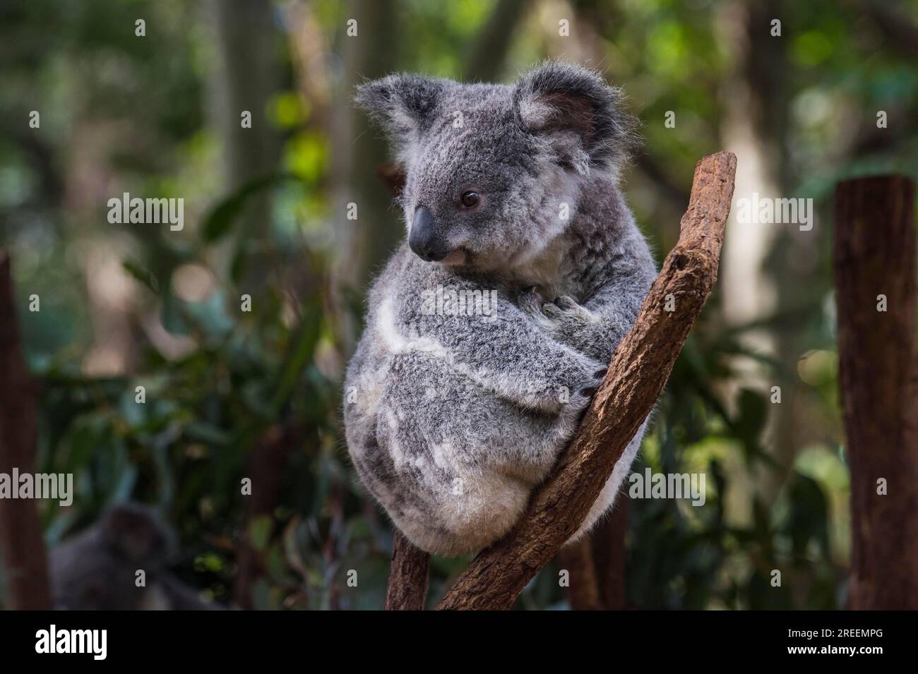 Koala (Phascolarctos cinereus), Lone Pine Sanctuary, Brisbane, Queensland, Australien Stockfoto