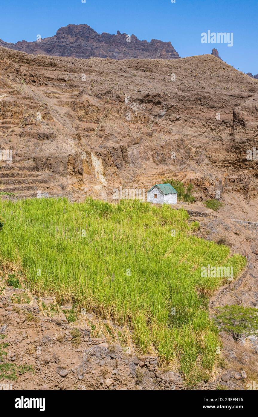 Felsvegetation und ein kleines Haus auf der Insel San Antao. Cabo Verde. Afrika Stockfoto