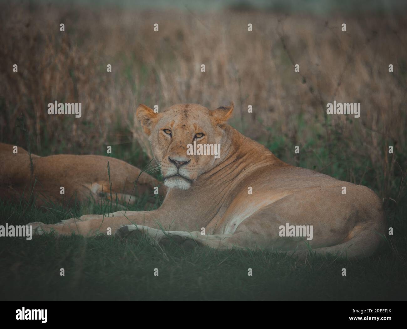 Löwin schläft in Central serengeti Stockfoto