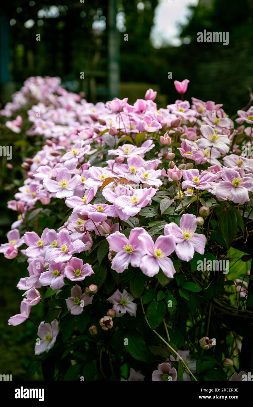 Ein Haufen hübscher rosa Anemonen, Clematis-Blumen, vertikaler Schuss Stockfoto