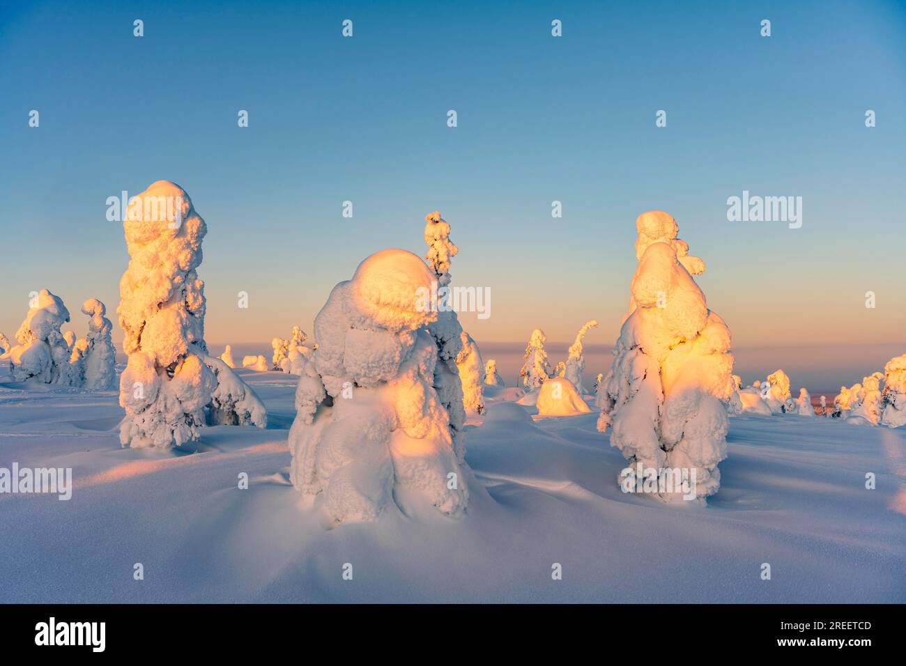Eingeschnittene Bäume, Winterlandschaft, Riisitunturi-Nationalpark, Posio, Lappland, Finnland Stockfoto