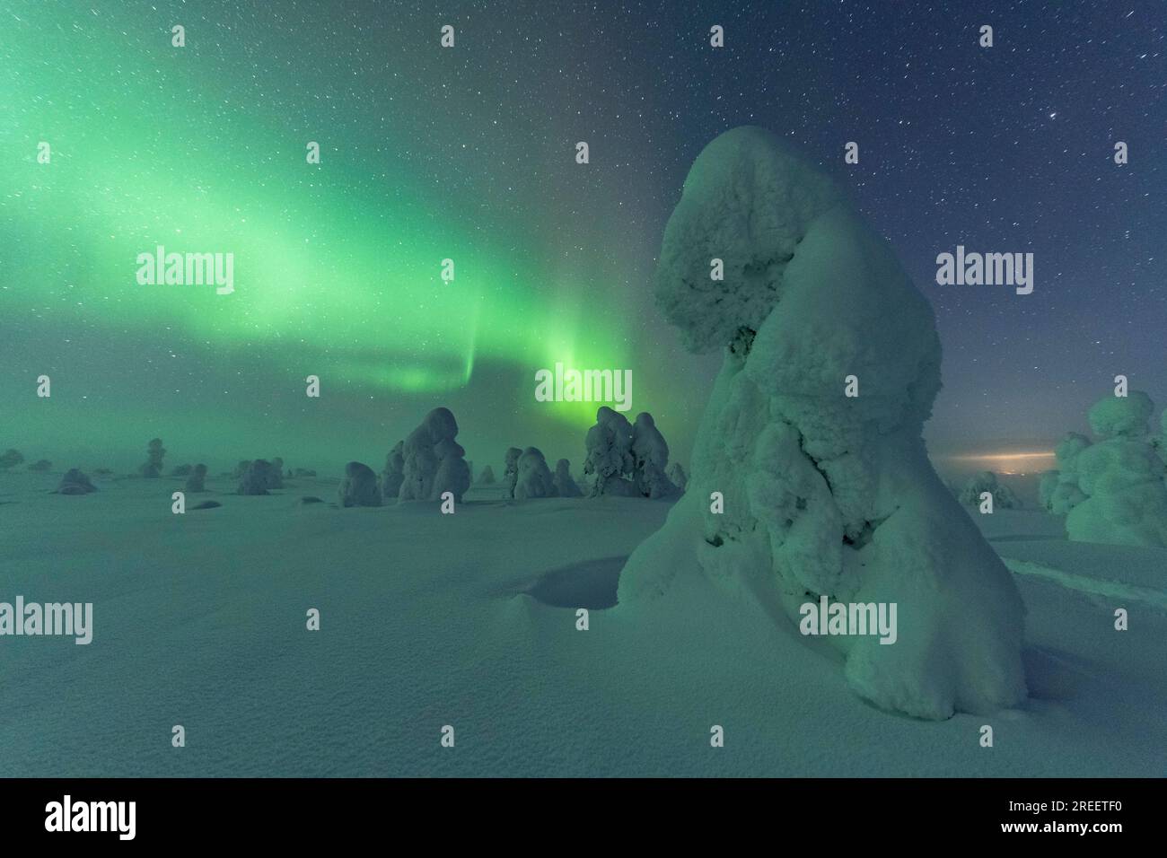 Nordlichter über schneebedeckten Bäumen, Winterlandschaft, Riisitunturi Nationalpark, Posio, Lappland, Finnland Stockfoto
