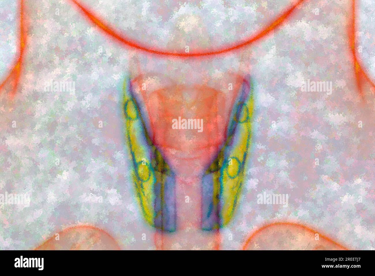 Die Schilddrüse befindet sich im Hals und hat viele Aufgaben in den Bereichen Stoffwechsel, Hormone und Wachstum Stockfoto