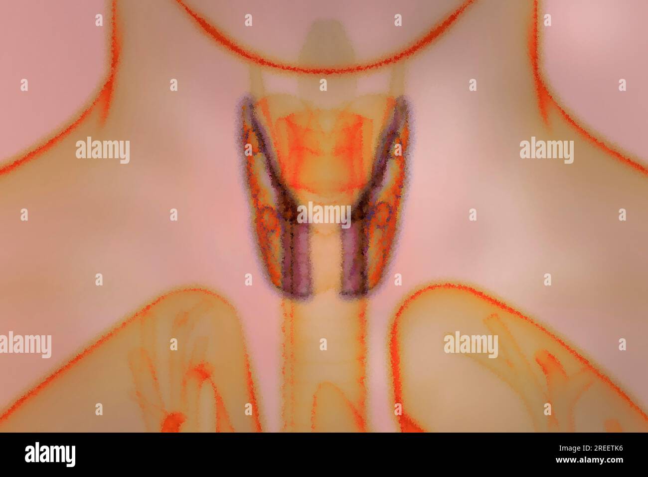Die Schilddrüse befindet sich im Hals und hat viele Aufgaben in den Bereichen Stoffwechsel, Hormone und Wachstum Stockfoto