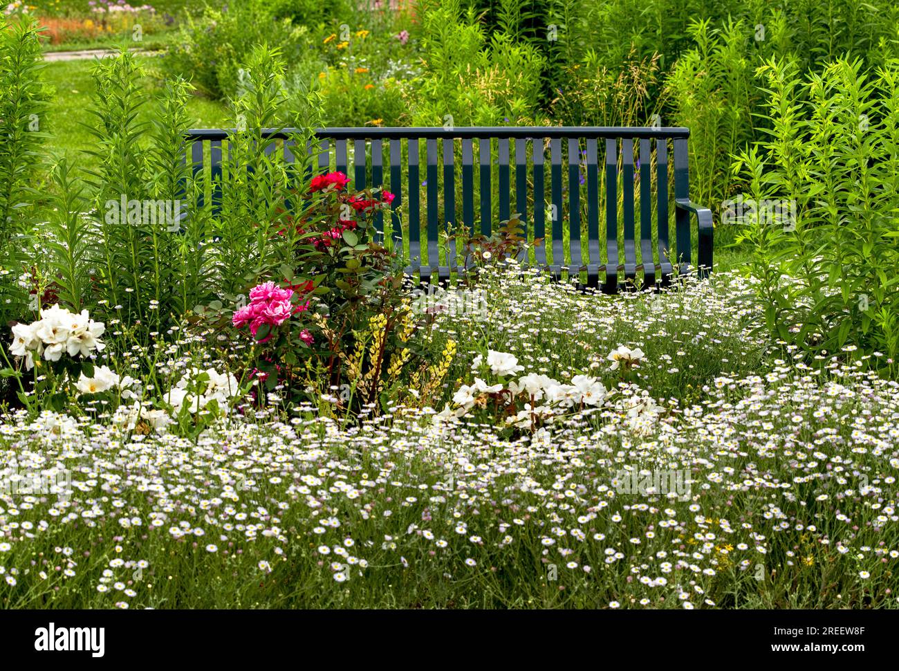 Zarte Gänseblümchen und Rosen umgeben im Sommer eine Parkbank im Washington Park in Denver, Colorado. Stockfoto