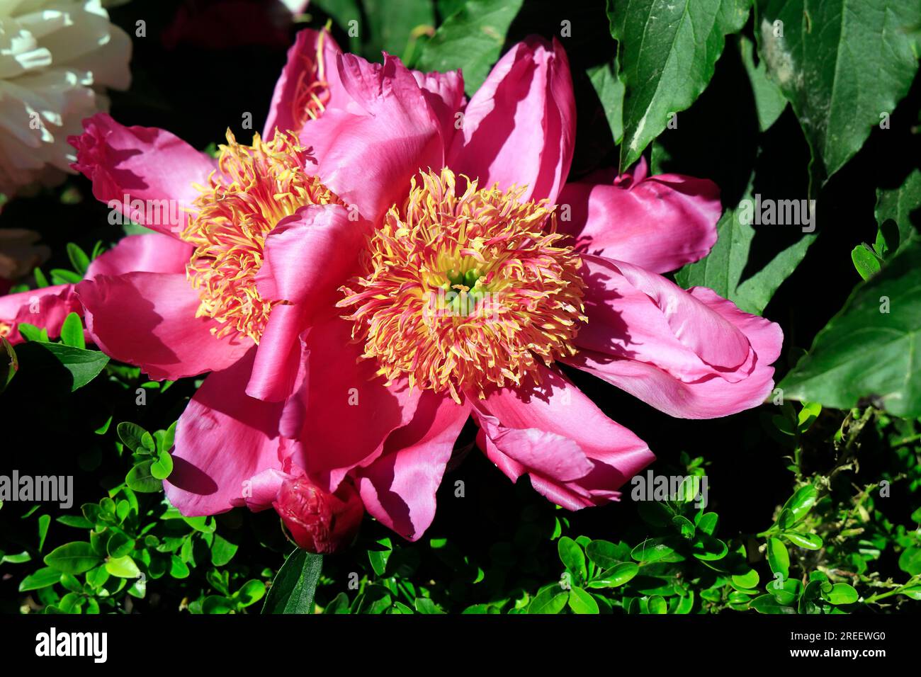 Rosa Pfingstrose, Cardiff. Im Sommer - Juli Stockfoto
