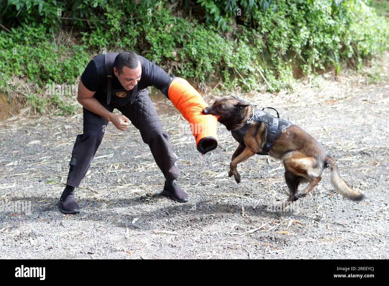 salvador, bahia, brasilien - 5. Mai 2023: Hundeausbildung für Polizeiarbeit durch die Militärpolizei Bahia. Stockfoto