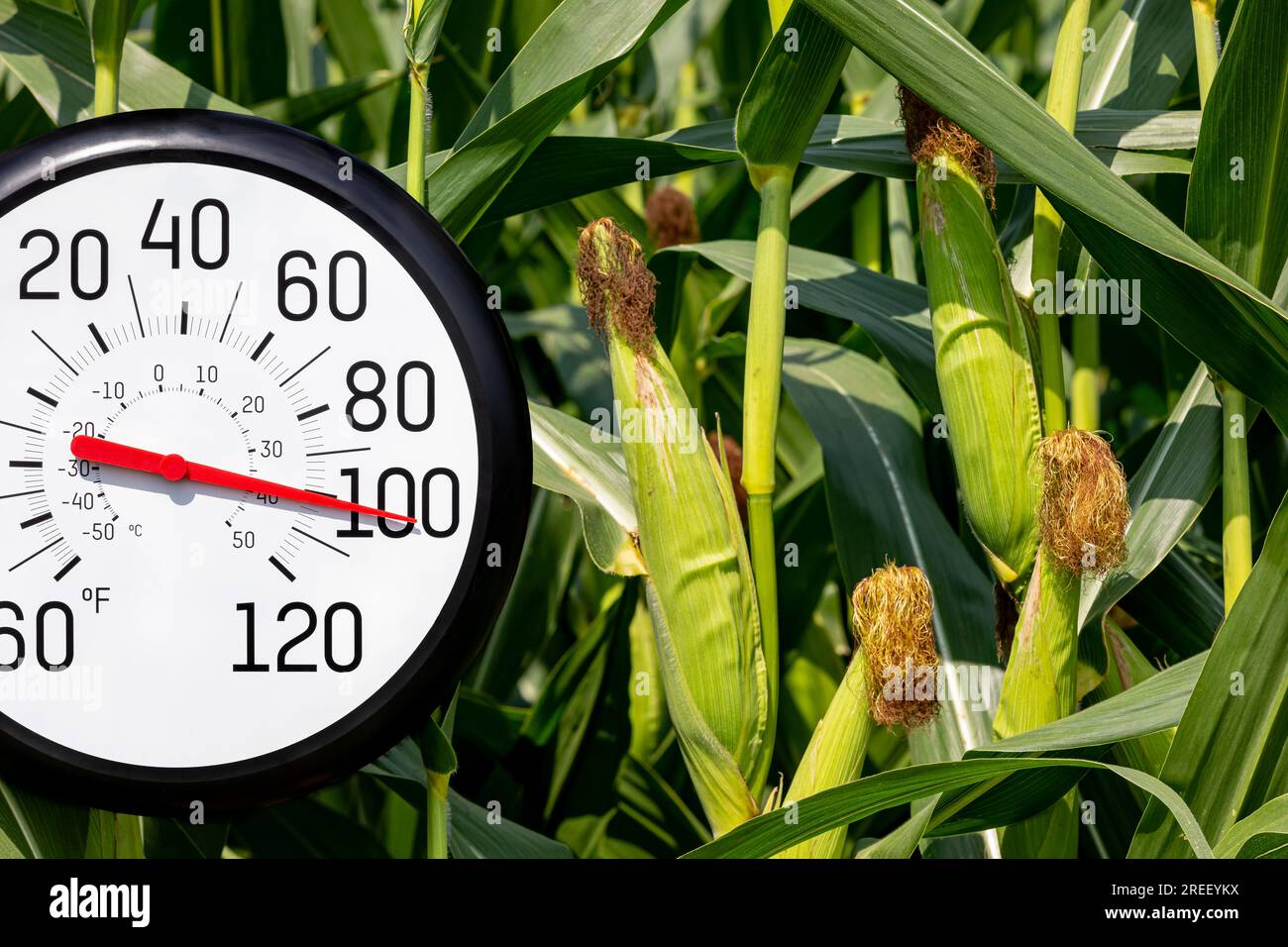 Außenthermometer mit Maisfeld im Hintergrund. Konzept für Hitzewetter, Landwirtschaft, Erntegutschäden und Hitzewellen. Stockfoto